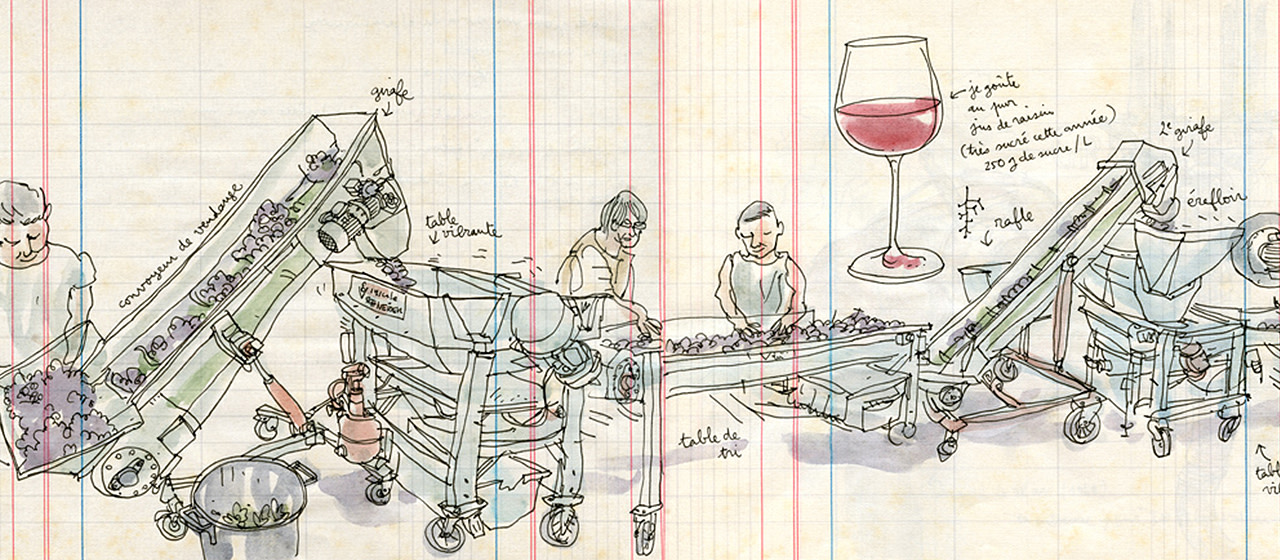 Drawings offer a view of the Saint-Émilion grape harvest