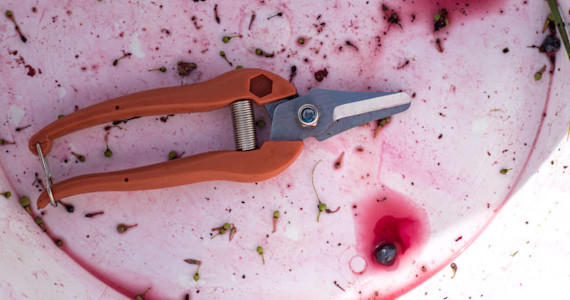 Sécateur au fond d'un seau, atelier vendanges
