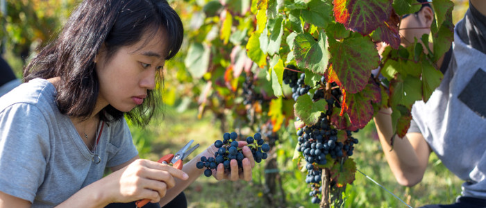 Vendanges en Nouvelle-Aquitaine