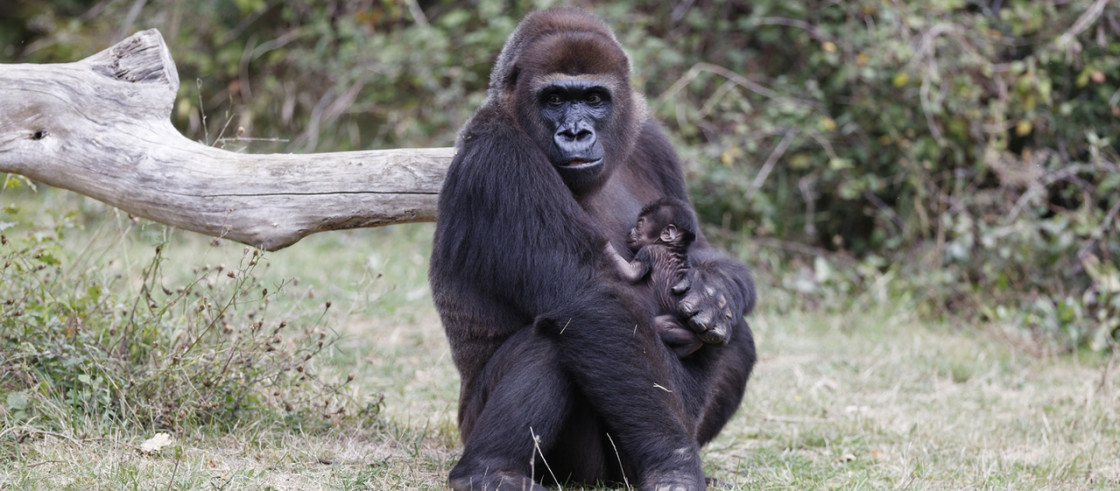 Gorilles de la Vallée des Singes