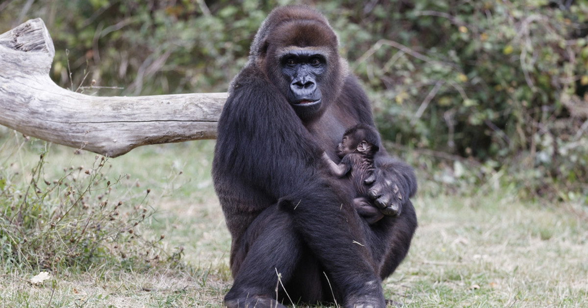Visit La Vallee Des Singes The 100 Natural Animal Park Visit La Vallee Des Singes The 100 Natural Animal Park