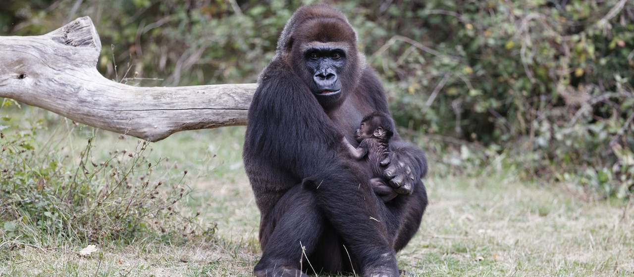Gorilles de la Vallée des Singes
