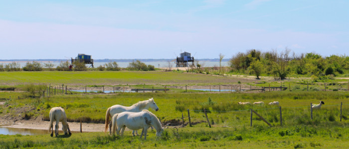 rochefort-ocean-ile-madame-ferme-aquacole-cheval © Marika Domenici - OT Rochefort Ocean-800