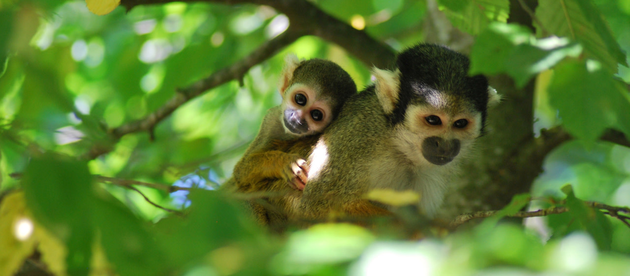 Vallée des singes - Saimiri