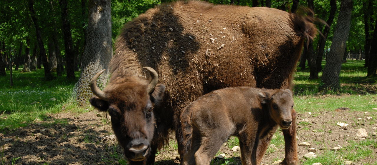 bison, zoodyssée, parc animalier