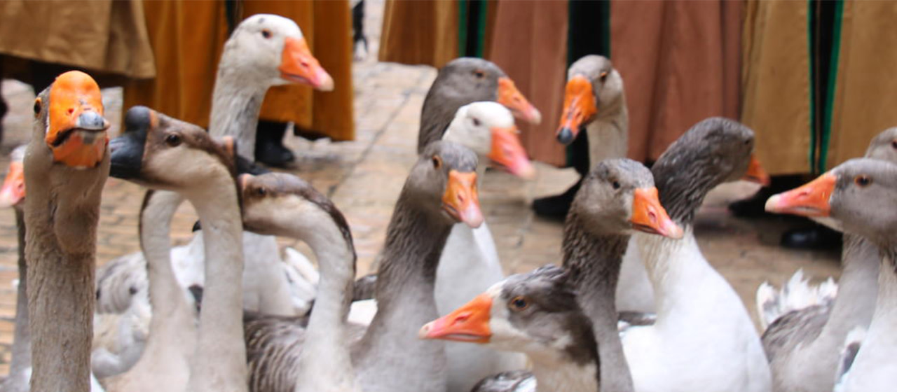 Fest’Oie à Sarlat