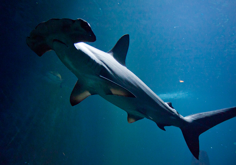 Requin marteau - Aquarium de Biarritz