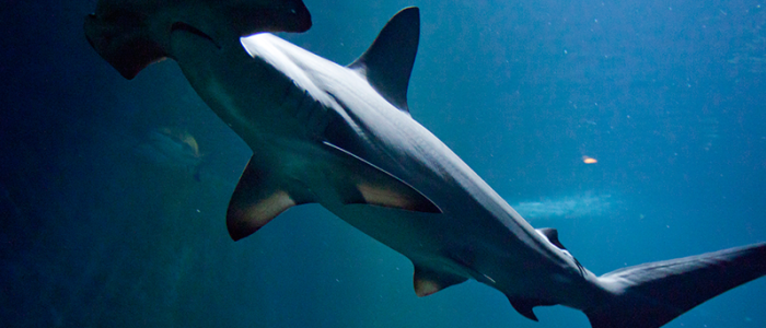 Requin marteau - Aquarium de Biarritz