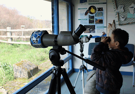 Observation des oiseaux dans la Réserve naturelle du marais de la Baie d'Yves