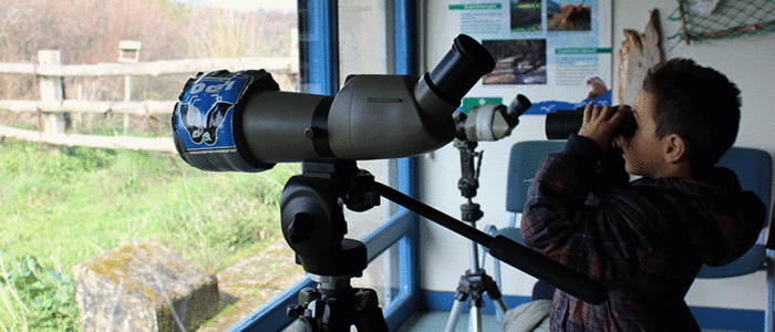 Observation des oiseaux dans la Réserve naturelle du marais de la Baie d'Yves