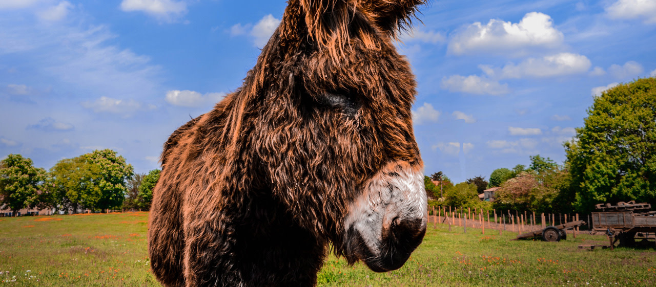 Baudet du Poitou