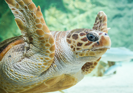 La tortue Alicia - Aquarium de Biarritz
