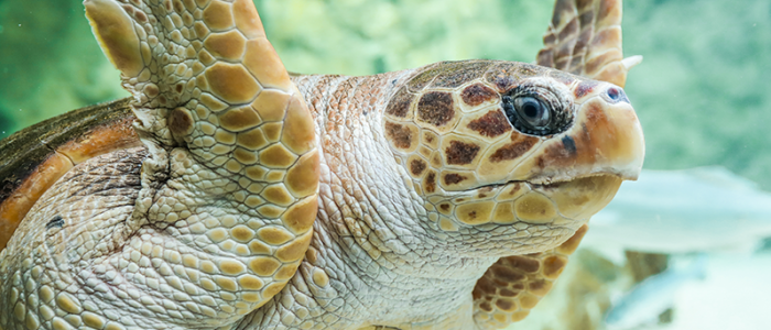 La tortue Alicia - Aquarium de Biarritz