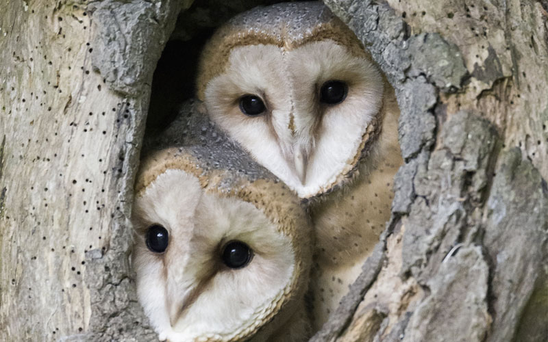 Festival International du film Ornithologique de Ménigoute 2019