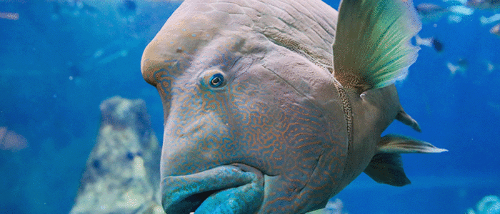 Napoléon - Aquarium de Biarritz