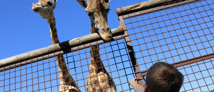 parc zoo du reynou, haute-vienne