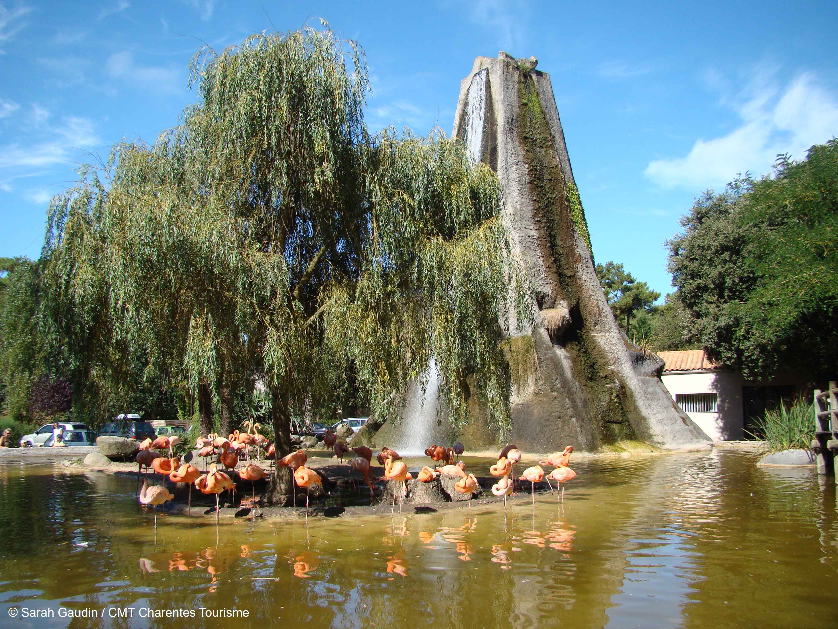 Zoo de La Palmyre - Flamants Roses