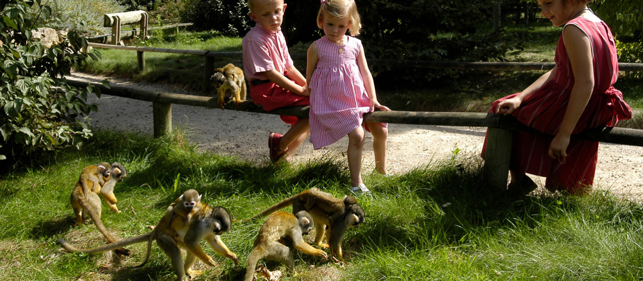 Bezoek de Vallée des Singes, een puur natuur dierenpark