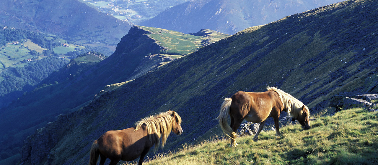 Pottock Pyrénées Atlantiques