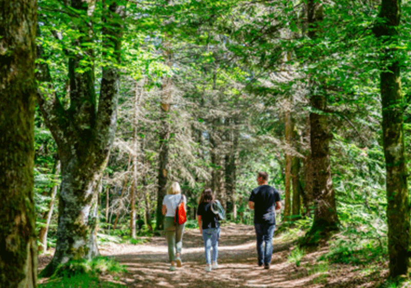Balade en famille en forêt dans le Parc Naturel Régional Périgord-Limousin