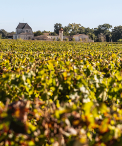 Médoc vineyards