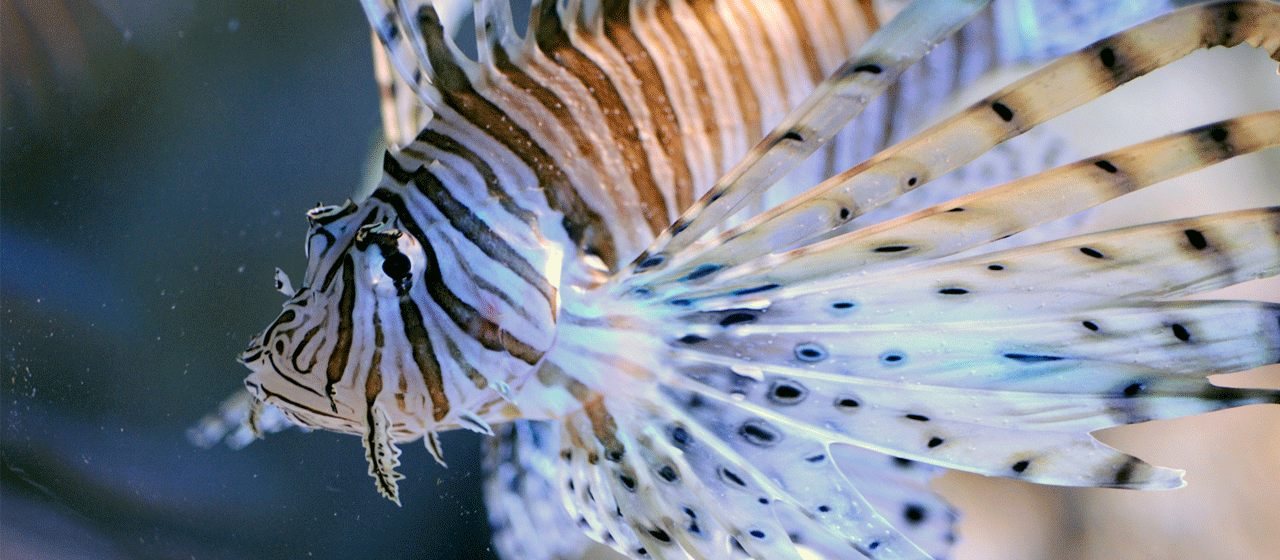 Rascasse volante - Aquarium de Biarritz