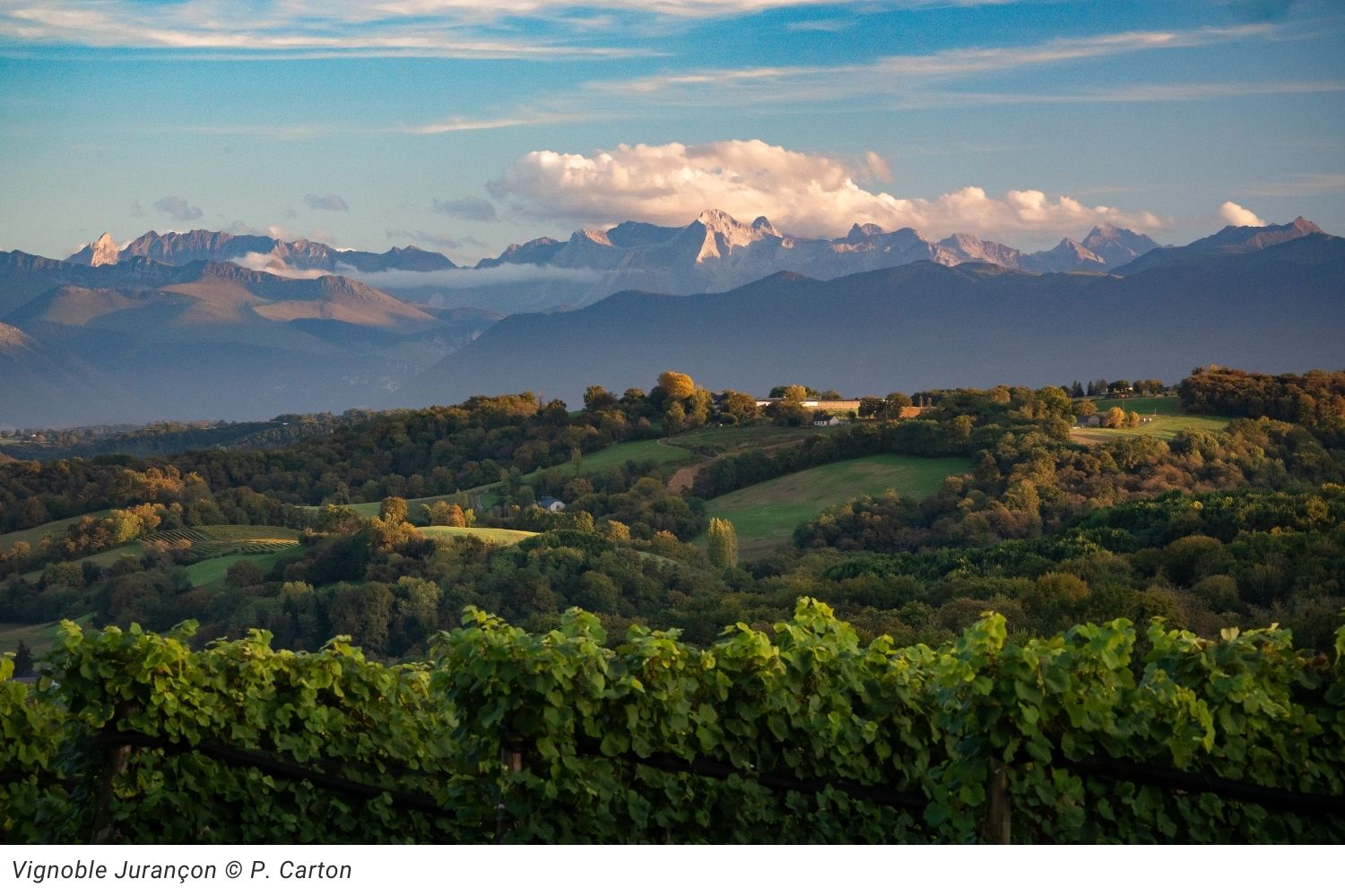 Vignoble Jurançon © P. Carton