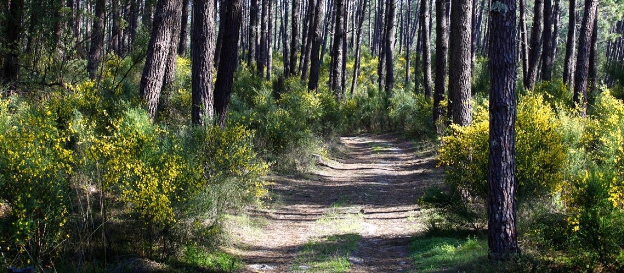 Forêt des Landes - Armagnac