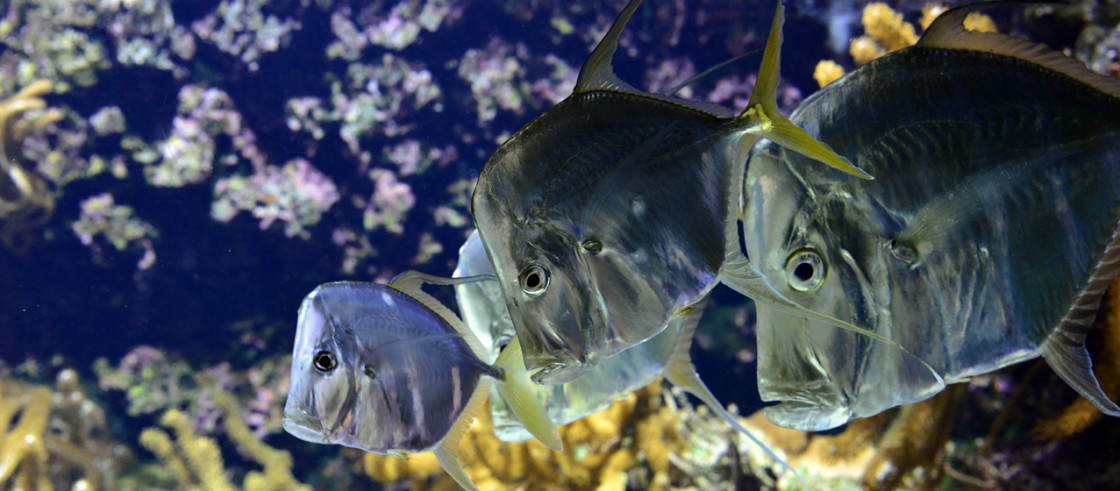 Aquarium La Rochelle