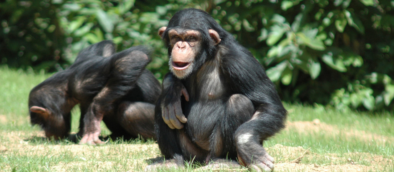 Der Tierpark „La Vallée des Singes“: Affen hautnah, fast wie in freier Wildbahn
