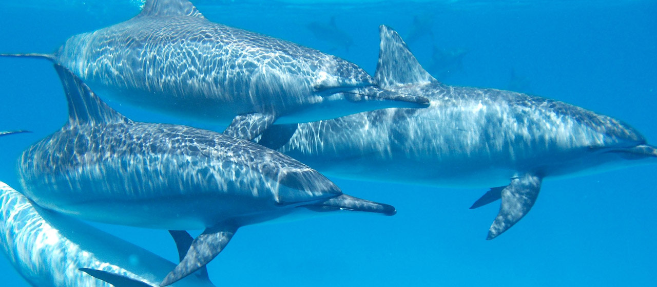 Des dauphins