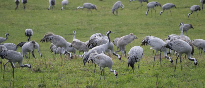 grues cendrées