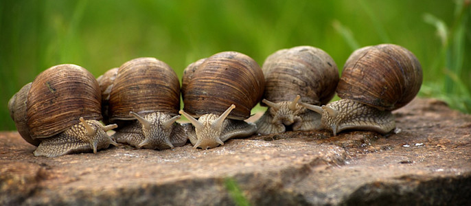 Escargots petits gris ou "Cagouilles"