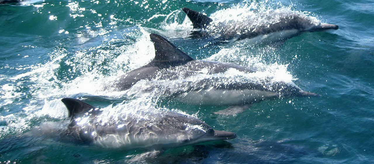 Des dauphins