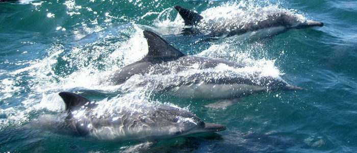 Des dauphins