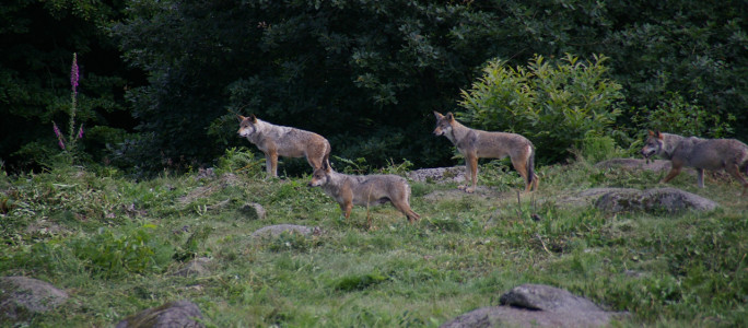 loups de chabrières, parc animalier monts de guéret