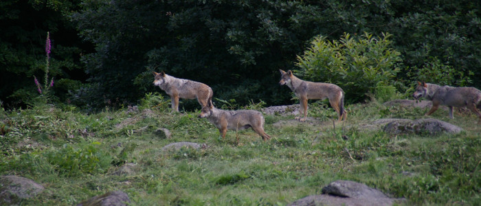 loups de chabrières, parc animalier monts de guéret