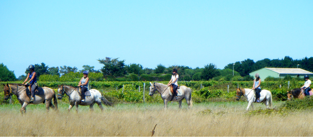 Balades à cheval dans les vignes de l’île d’Oléron
