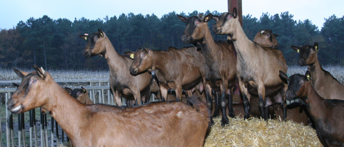 Fromagerie Valadou