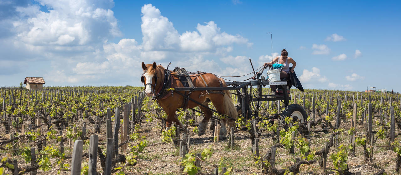 PNR Médoc œnotourisme écoresponsable