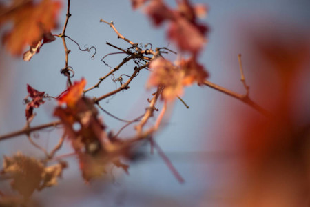 Feuilles de vignes roussoyantes, automne