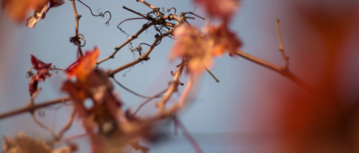 Feuilles de vignes roussoyantes, automne
