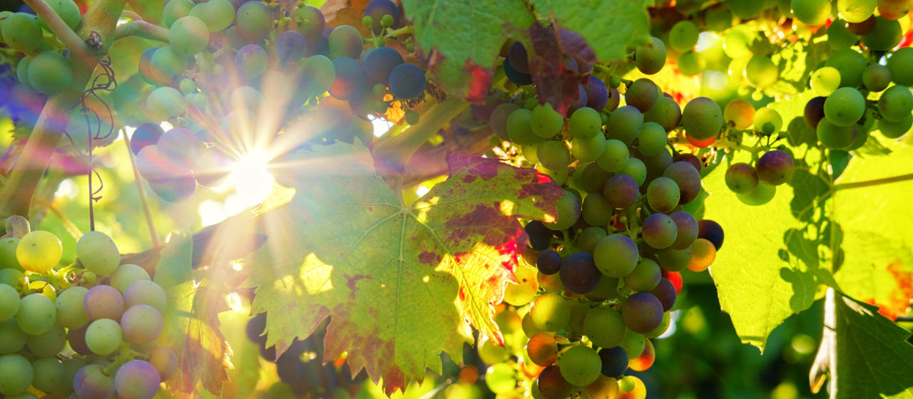 9 expériences durables à vivre dans les vignobles