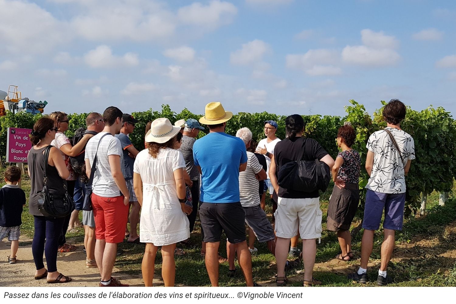 Vignoble Vincent, Oléron