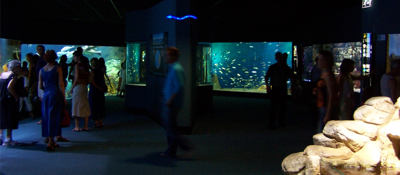 La Rochelle – Aquariophile facile, en eau douce et marine.