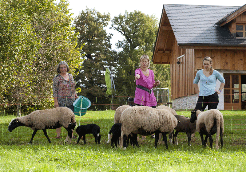 Soins des moutons à la ferme
