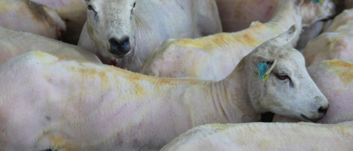 Le Dorat accueillera le championnat du monde de tonte de moutons en juillet 2019