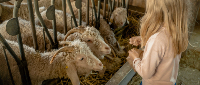 Ferme du Chaudron magique