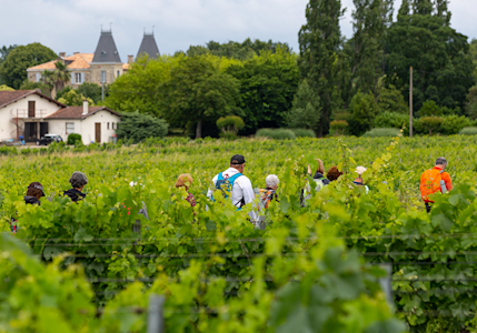 Vignobles du château Muscadet à Bassens