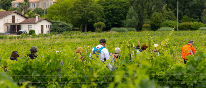 Vignobles du château Muscadet à Bassens